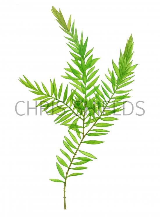Illustration of Great Water Moss (Fontinalis antipyretica) (#2808)