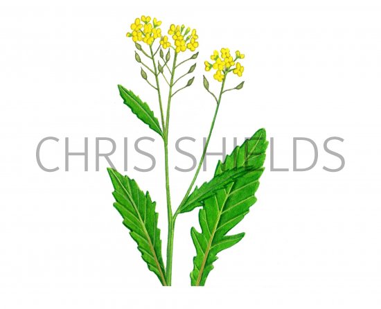 Illustration of Great Yellow Cress (Rorippa amphibium) (#0949)