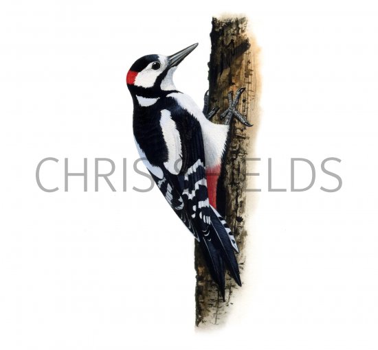Illustration of Great Spotted Woodpecker (Dendrocopos major) (#1162)