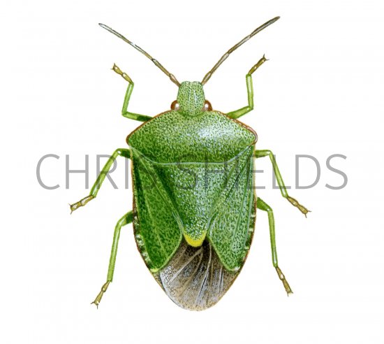Illustration of Green Shield Bug (Palomena prasina) (#1699)
