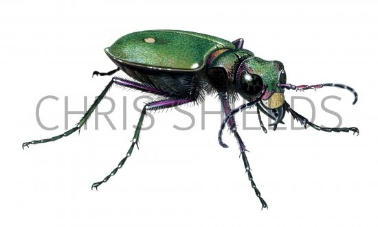 Illustration of Green Tiger Beetle (Cicindela campestris) (#0930)