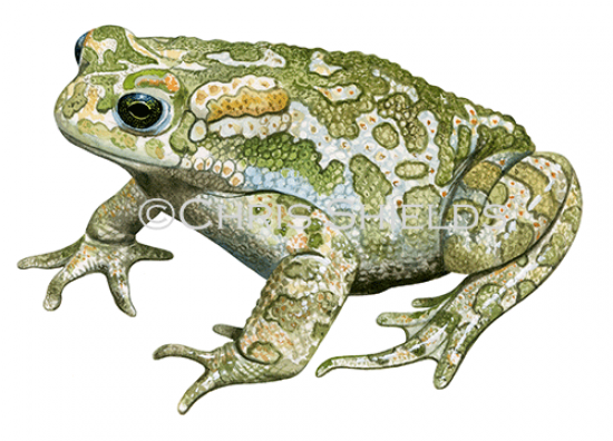 Illustration of Green Toad (Bufotes viridis) (#4721)