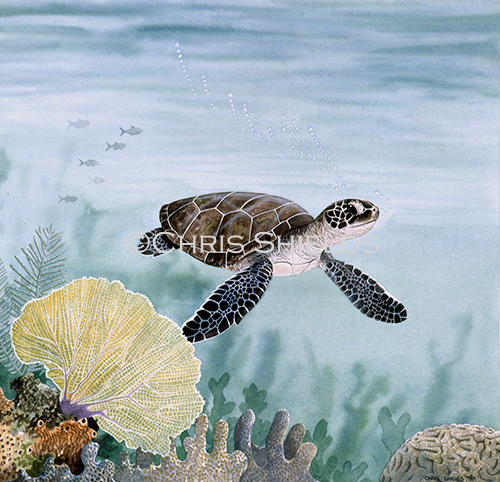 Illustration of Green Turtle juvanile (Chelonia mydas) (#0714)