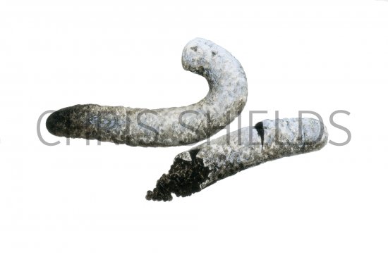 Illustration of Green Woodpecker Droppings (#4150)