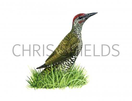 Illustration of Green Woodpecker juvenile (Picus viridis). (#1165)
