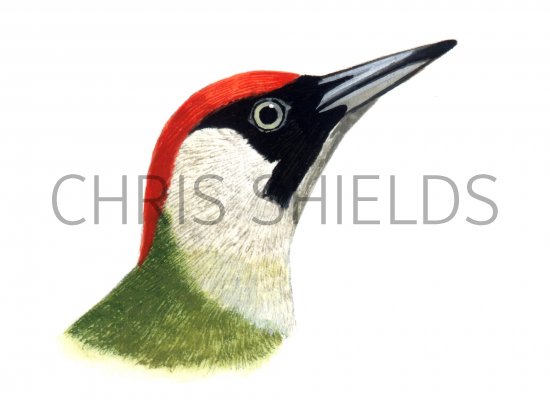 Illustration of Green Woodpecker female (Picus viridis) (#1164)