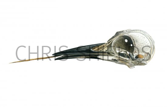 Illustration of Green Woodpecker Skull (Pictus viridis) (#0827)