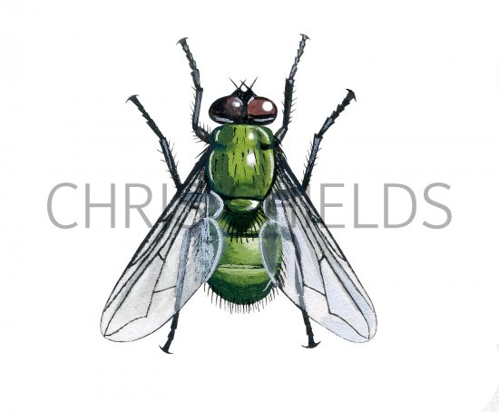 Illustration of Greenbottle Fly (Lucillia caesar) (#3270)