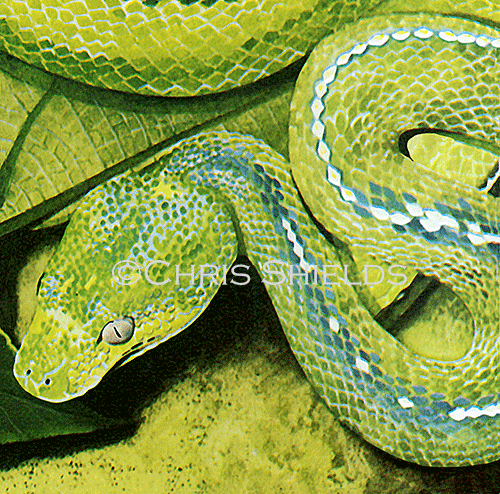 Illustration of Green tree Boa (Corallus caninus) (#1332)