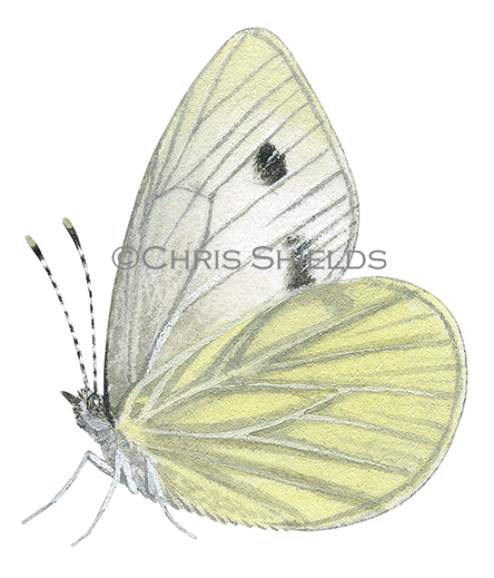 Illustration of Green-veined White (Pieris napi) (#2021)