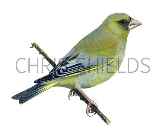 Illustration of Greenfinch (Carduelis chloris) (#0146)