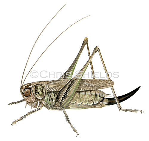 Illustration of Grey Bush Cricket (Platycleis albopunctata) (#4546)