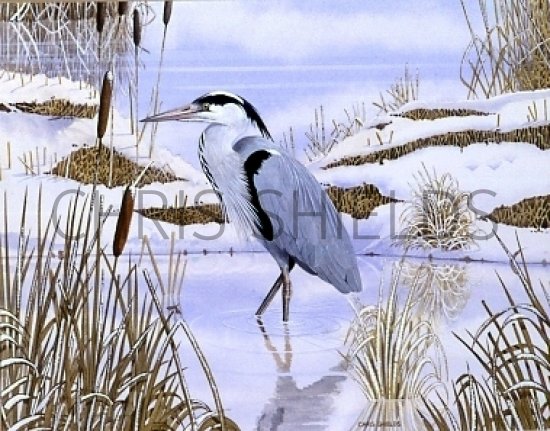 Illustration of Grey Heron  (Ardea cinerea) (#0425)