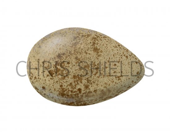Illustration of Grey Partridge egg (Perdix perdix) (#2440)