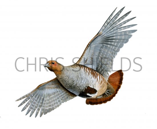Illustration of Grey Partridge (Perdix perdix) (#3918)