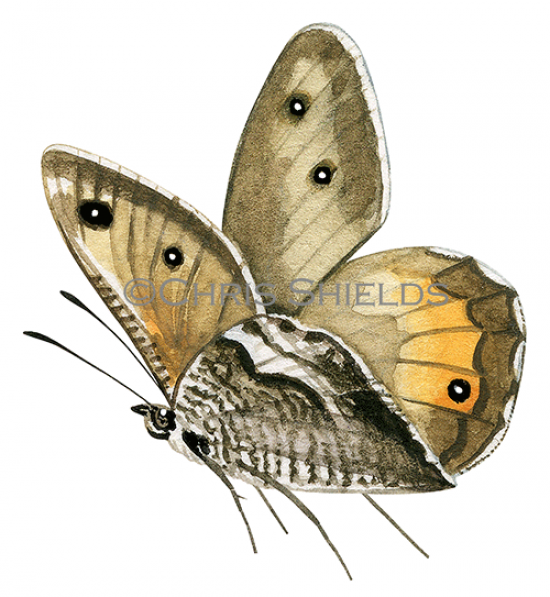 Illustration of Greyling (Hipparchia semele) (#3400)