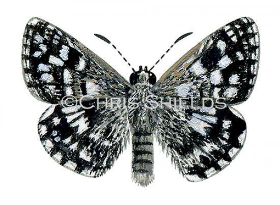 Illustration of Grizzled Skipper (Pyrgus malvae) (#1391)