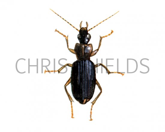 Illustration of Ground Beetle (Drominus meridionalis) (#1565)