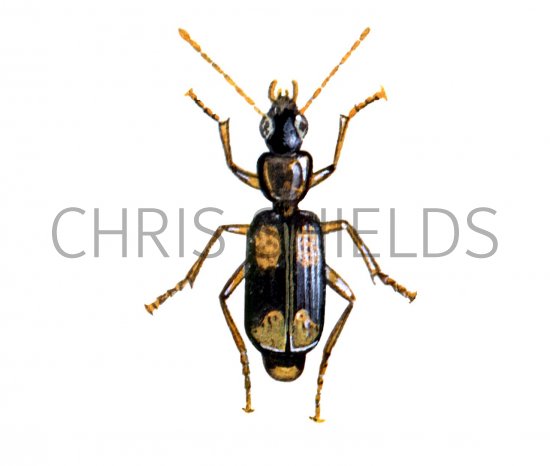 Illustration of Ground Beetle (Dromius quadrimaculatus) (#1568)