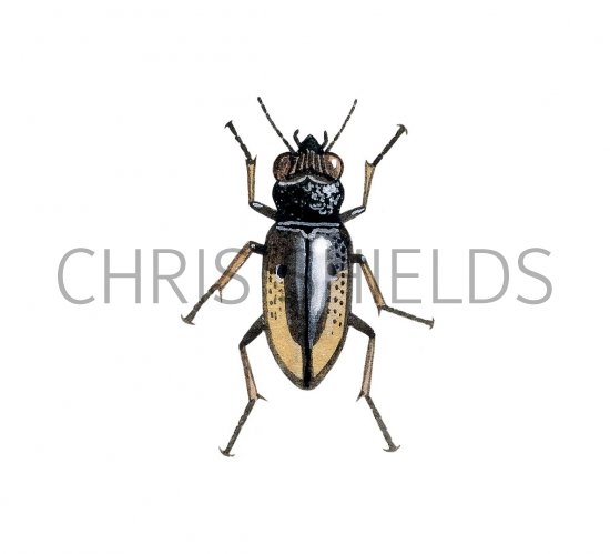 Illustration of Ground Beetle (Notiophilus sp.) (#2903)