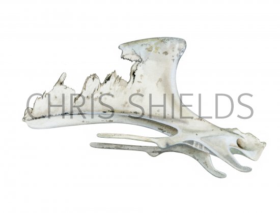 Illustration of Grouse breastbone (#4155)