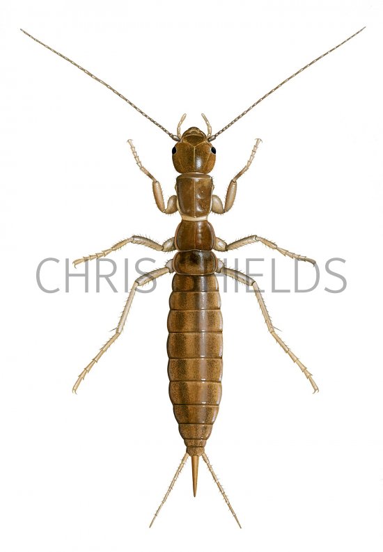 Illustration of Grylloblatta bifratrilecta (female) (#2736)