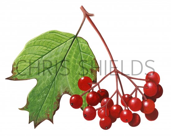 Illustration of Guelder Rose (Viburnum opulus) (#0674)
