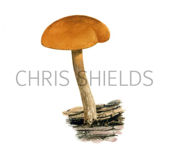 Illustration of Gymnopilus bellulus (Rustgill) (#3180)