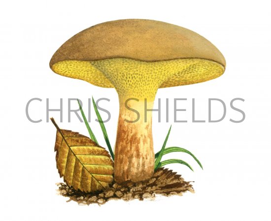 Illustration of Gyrodon lividus (Alder Bolete) (#3174)