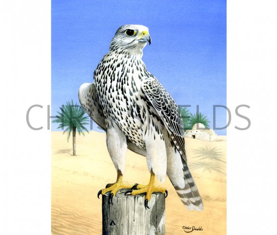 Illustration of Gyrfalcon (Falco rusticolus) (#1622)