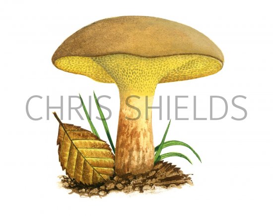 Illustration of Gyodon livudus (Alder Bolete) (#2008)
