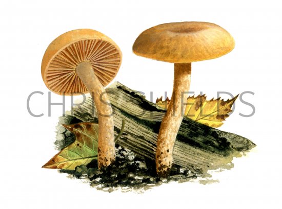 Illustration of Haasiella venustissima (#4058)