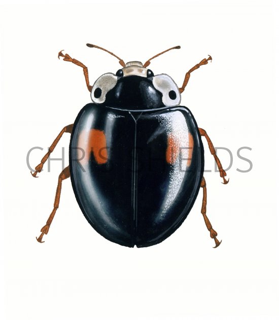 Illustration of Harlequin Ladybird (Harmonia axyridis) (#0509)