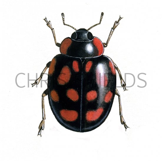 Illustration of Harlequin Ladybird (Harmonia axyridis) (#0891)