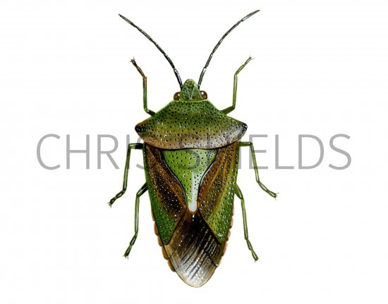 Illustration of Hawthorn Shield Bug (Acanthosoma haemorrhoidale) (#1697)