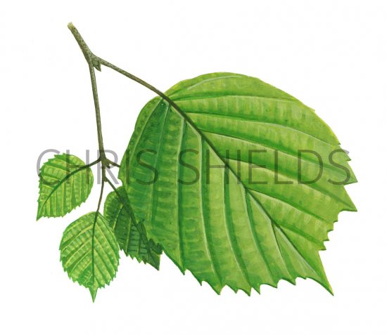 Illustration of Hazel leaves (Corylus avellana) (#2780)