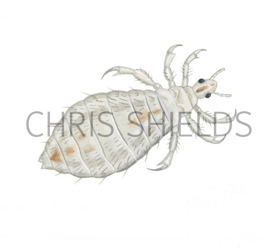 Illustration of Head Louse (Pediculus humanus) (#2113)