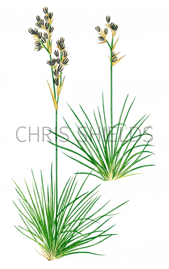 Illustration of Heath Rush (Juncus squarrosus) (#2081)