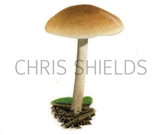 Illustration of Hebeloma anthracophilum (#3579)