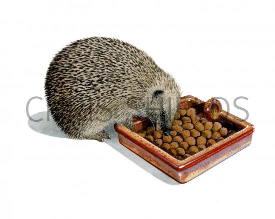 Illustration of Hedgehog (Erinaceus europaeus) (#2417)
