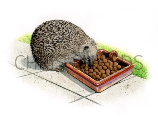 Illustration of Hedgehog (Erinaceus europaeus) (#2418)