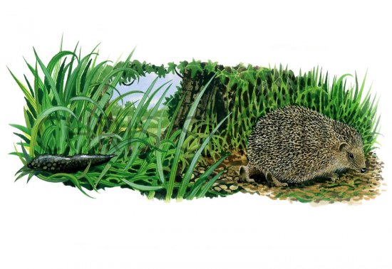 Illustration of Hedgehog (Erinaceus europaeus) (#2978)