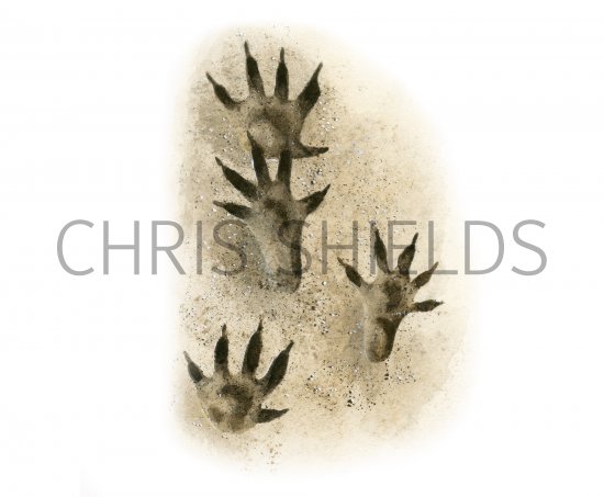 Illustration of Hedgehog Footprints (#4185)