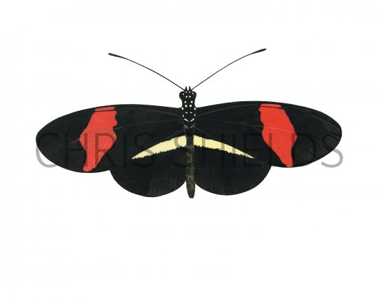 Illustration of Common Postman (Heliconius melpomene) (#2179)