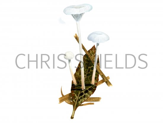 Illustration of Hemimycena candida (#4061)
