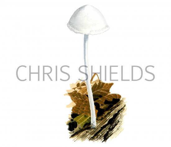 Illustration of Hemimycena cucullata (#4110)