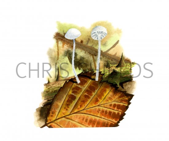 Illustration of Hemimycena mauretanica (#4064)