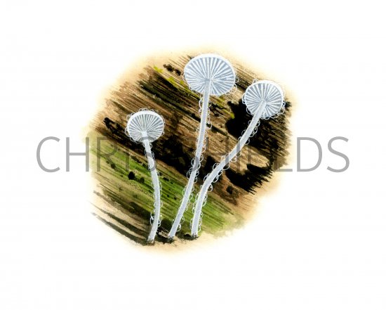 Illustration of Hemimycena tortuosa (Dewdrop Bonnet) (#4062)