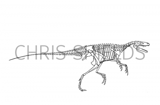 Illustration of Hererasaurus (#0205)