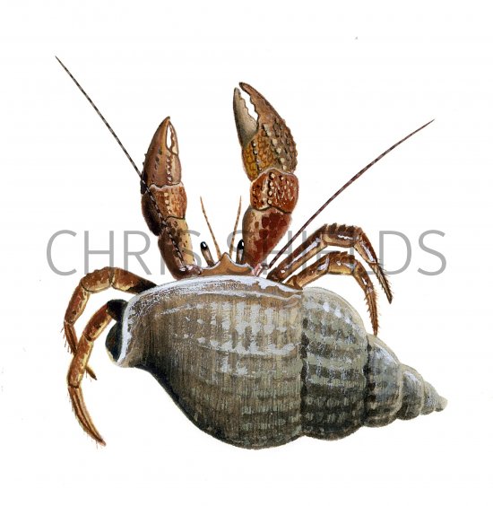 Illustration of Crab (Hermit) Pagurus bernhardus (#0644)